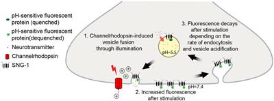 pOpsicle: An all-optical reporter system for synaptic vesicle recycling combining pH-sensitive fluorescent proteins with optogenetic manipulation of neuronal activity